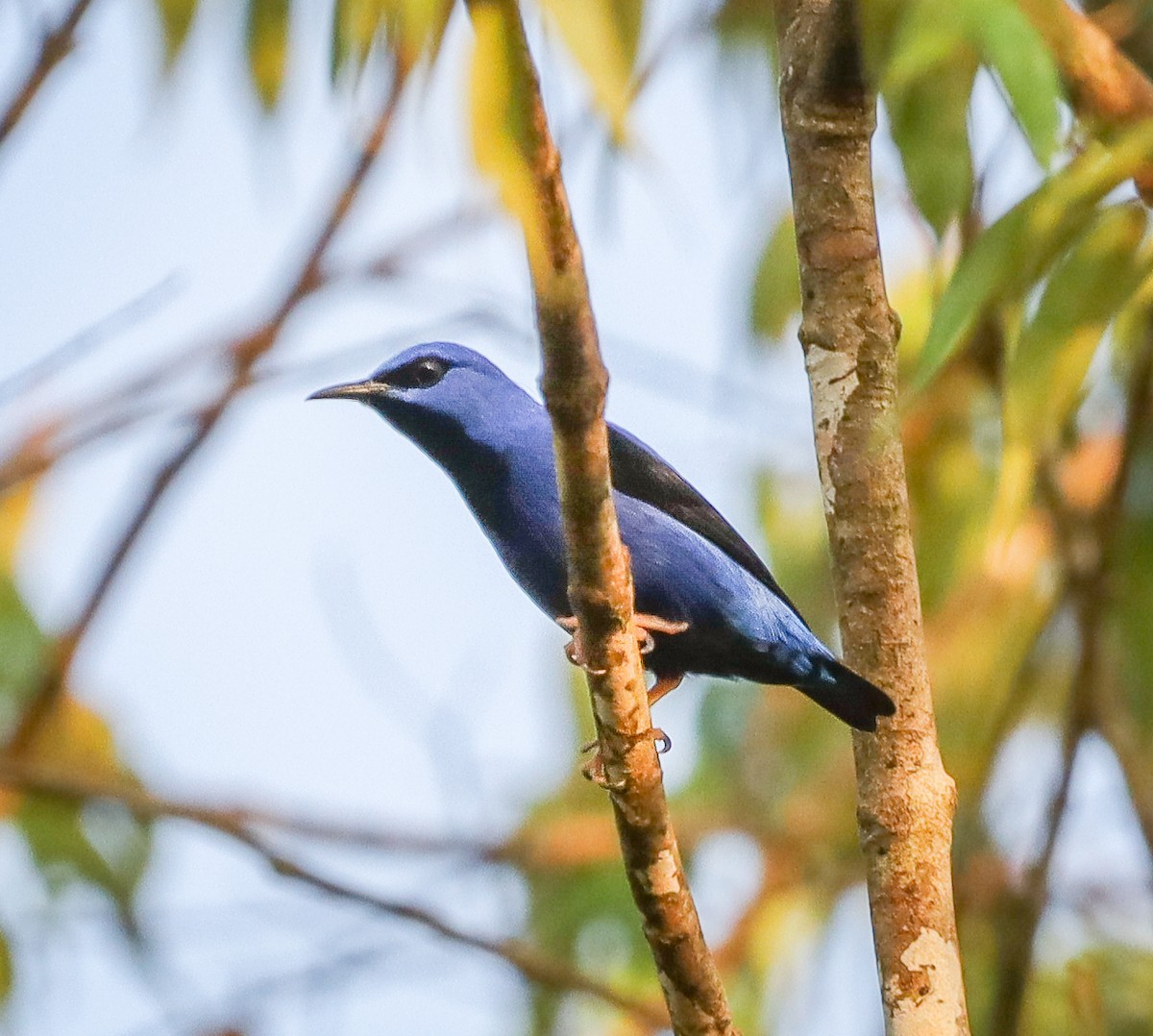 Short-billed Honeycreeper - ML654040786