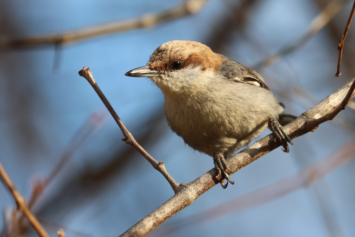 Буроголовый поползень - ML654040805