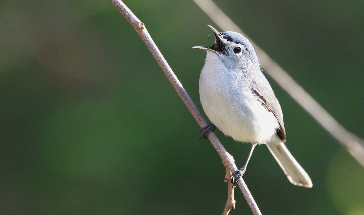 Голубая комароловка - ML654040806