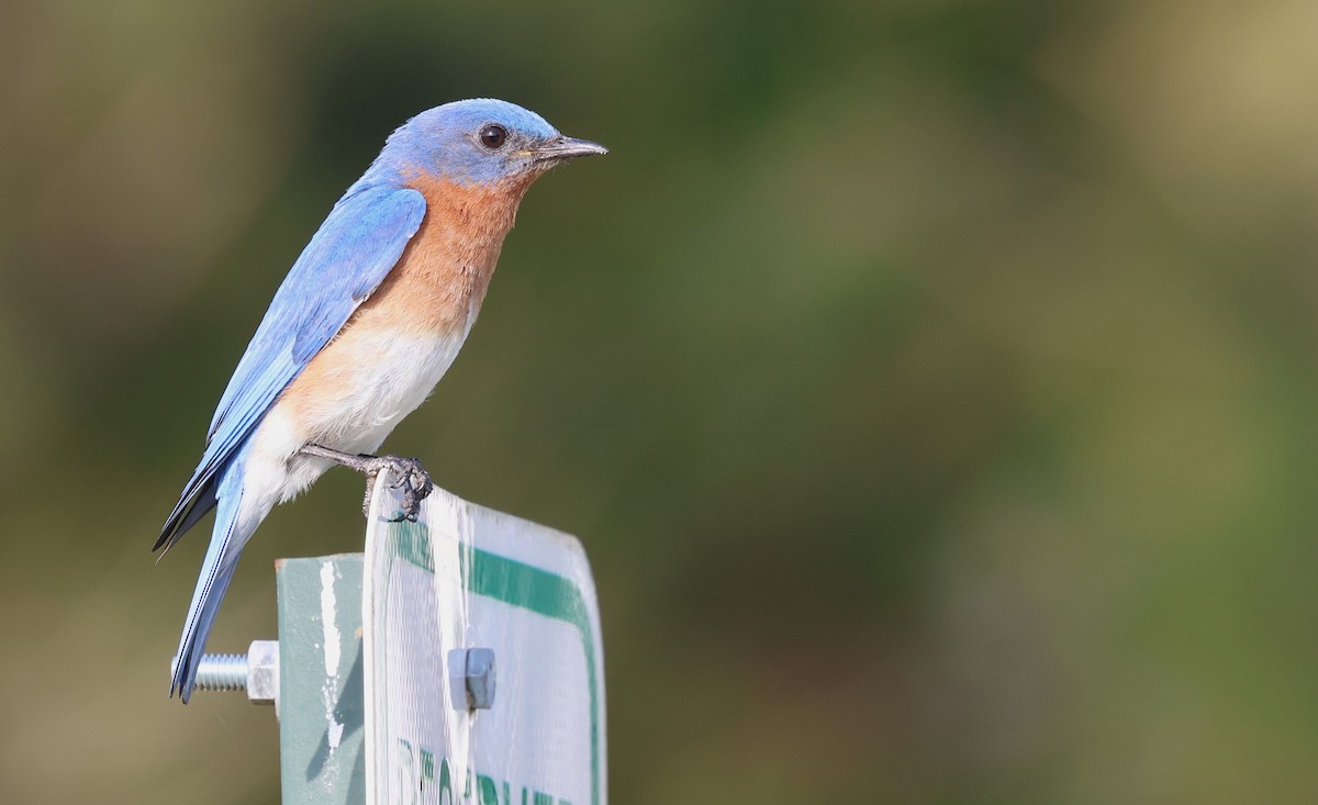 Восточная сиалия - ML654040825