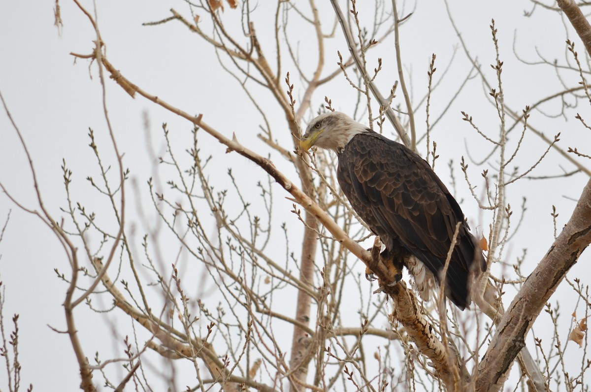 Bald Eagle - ML654041319