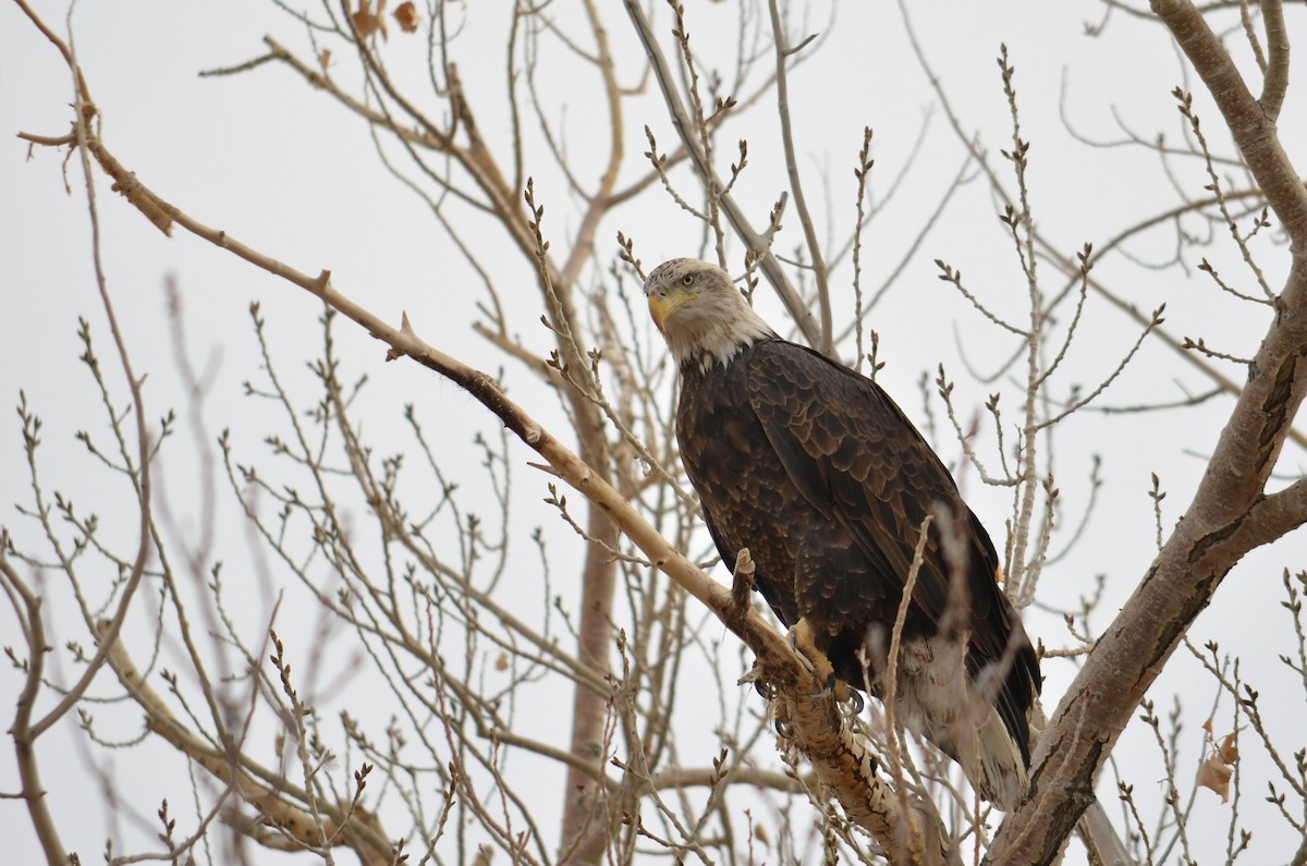 Bald Eagle - ML654041320