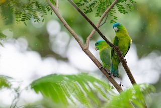 Blue-crowned Racket-tail (Blue-capped) - eBird