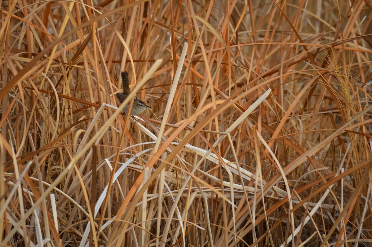 Marsh Wren - ML654041334