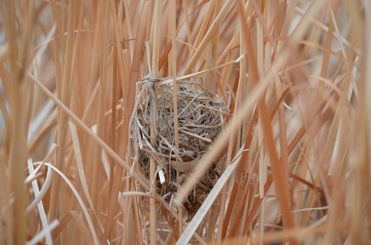 Marsh Wren - ML654041335