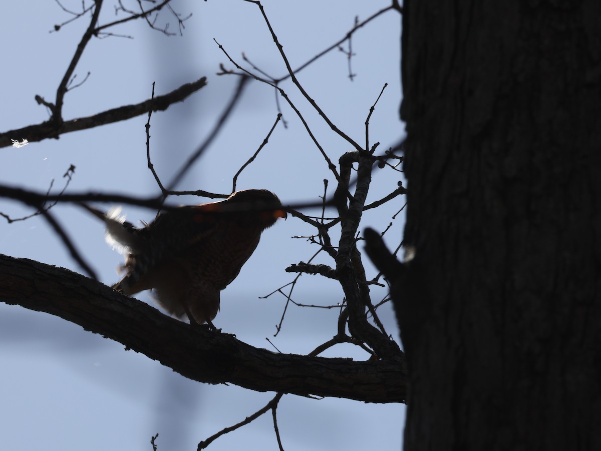 Rotschulterbussard - ML654041853