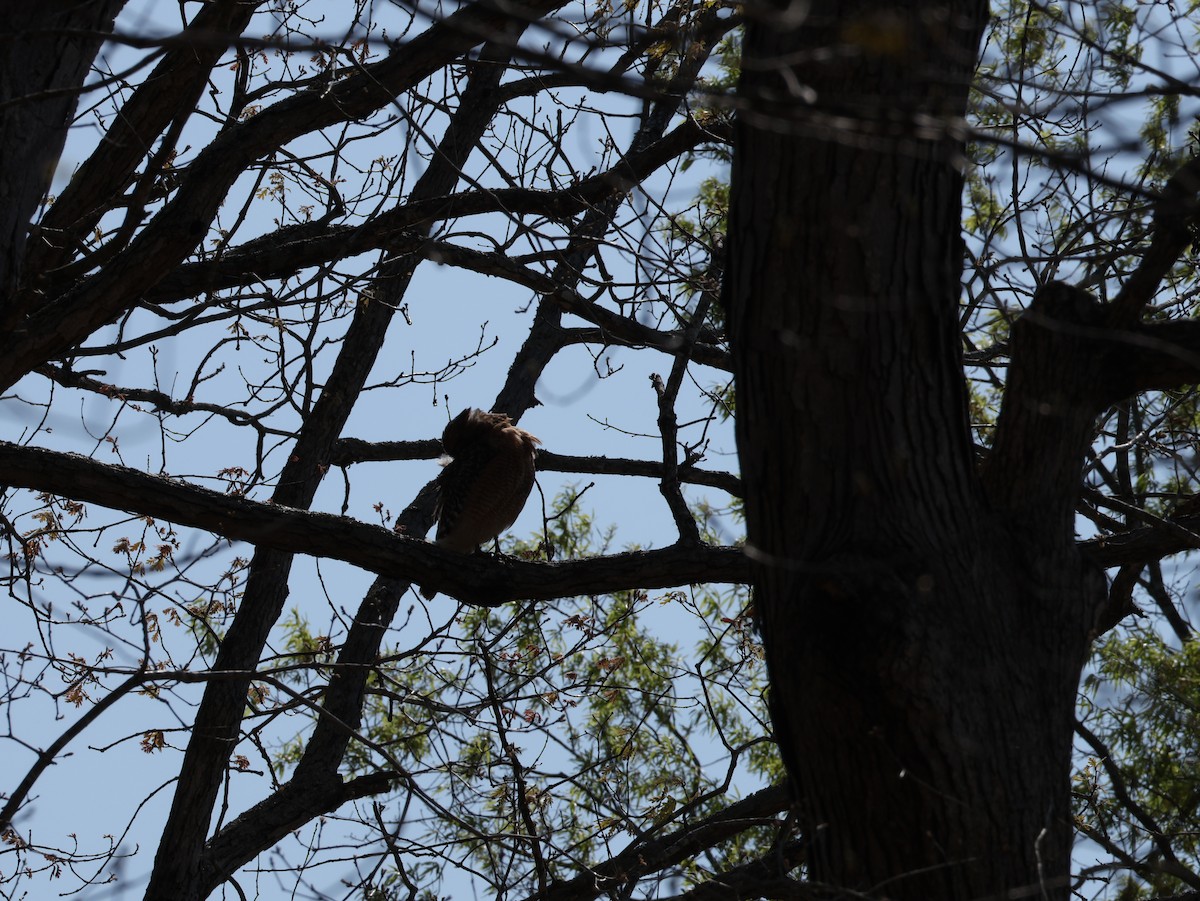 Rotschulterbussard - ML654041854