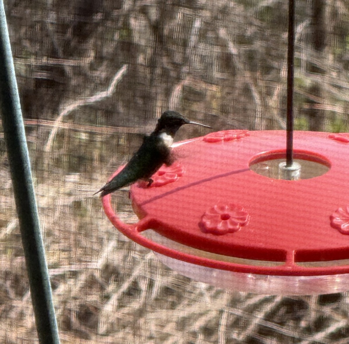 Ruby-throated Hummingbird - ML654042281