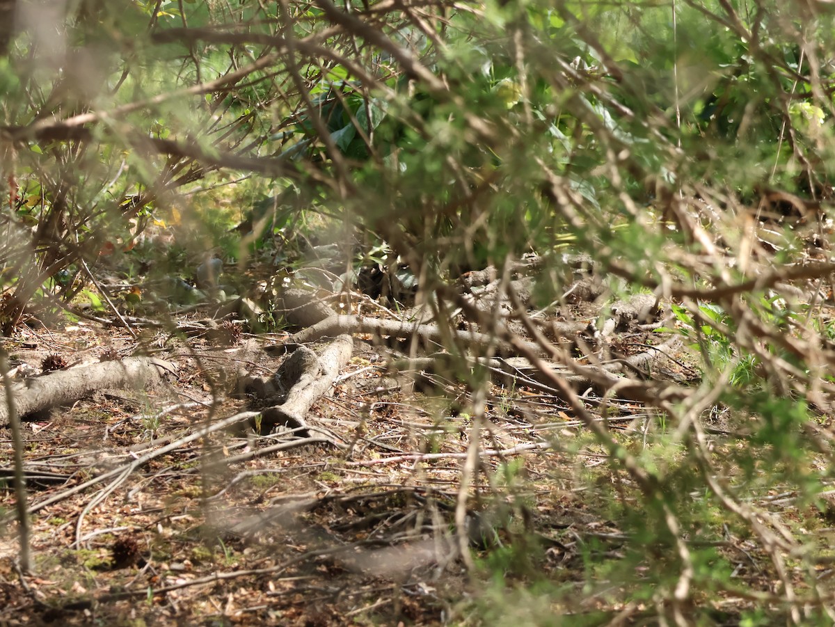 Rubingoldhähnchen - ML654042315