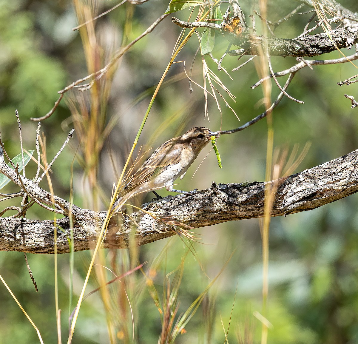 Moineau bridé - ML654042586