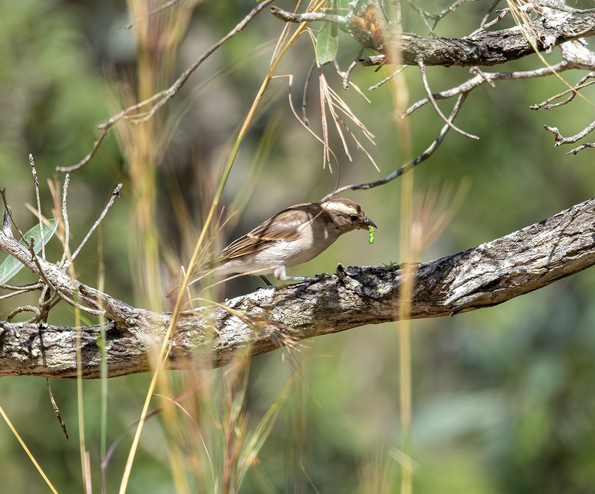 Moineau bridé - ML654042587