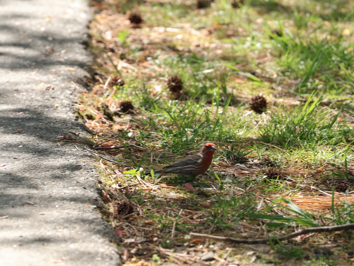 Hausgimpel - ML654042817