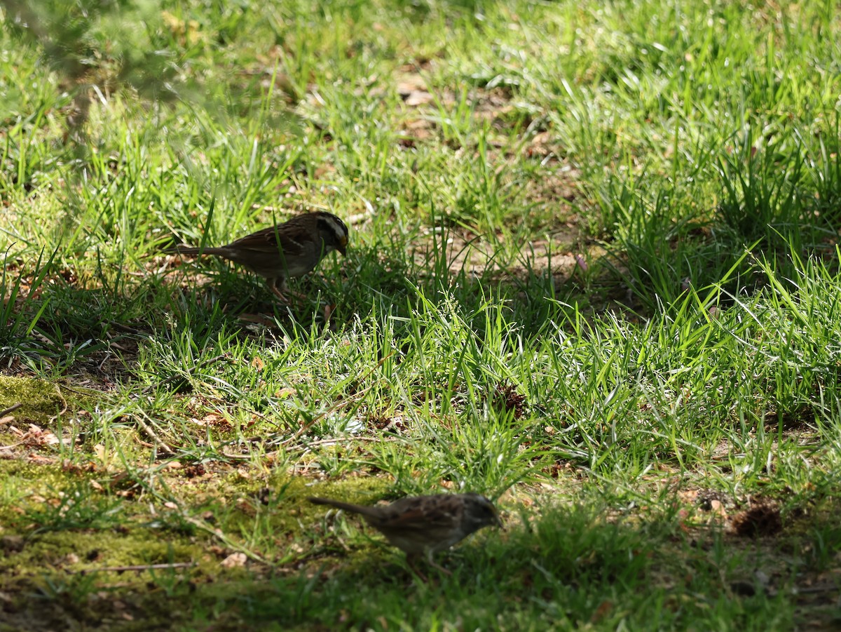 Weißkehlammer - ML654042838