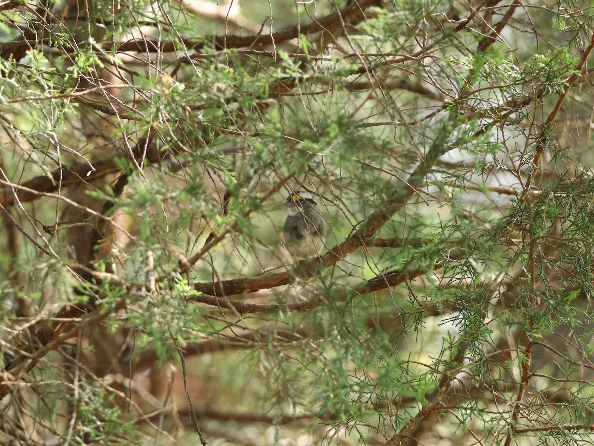 Weißkehlammer - ML654042839