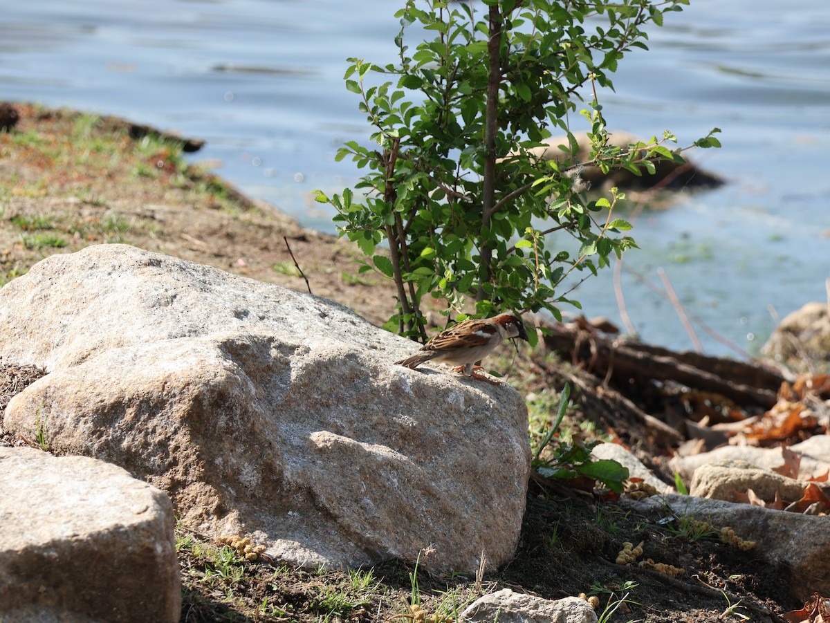 Haussperling - ML654042900