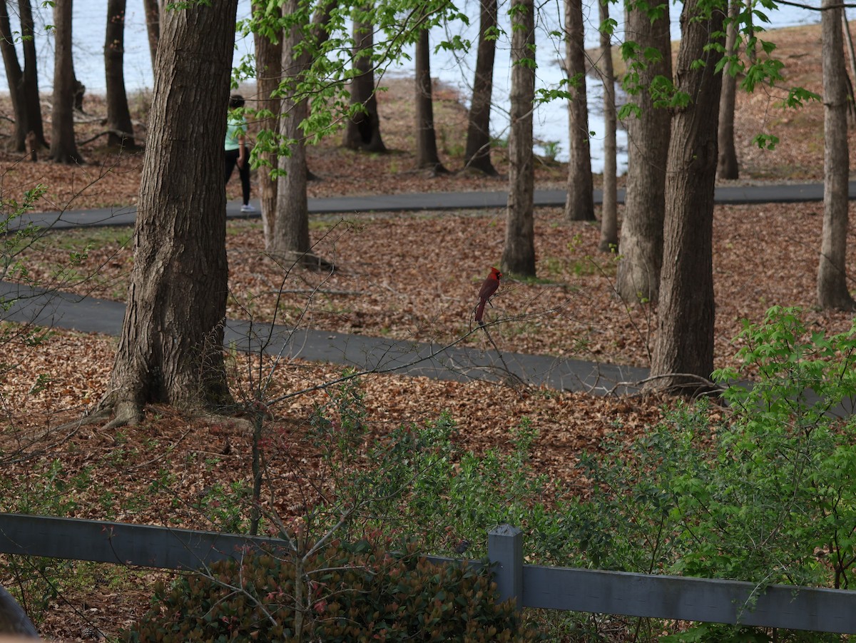 Rotkardinal - ML654042928