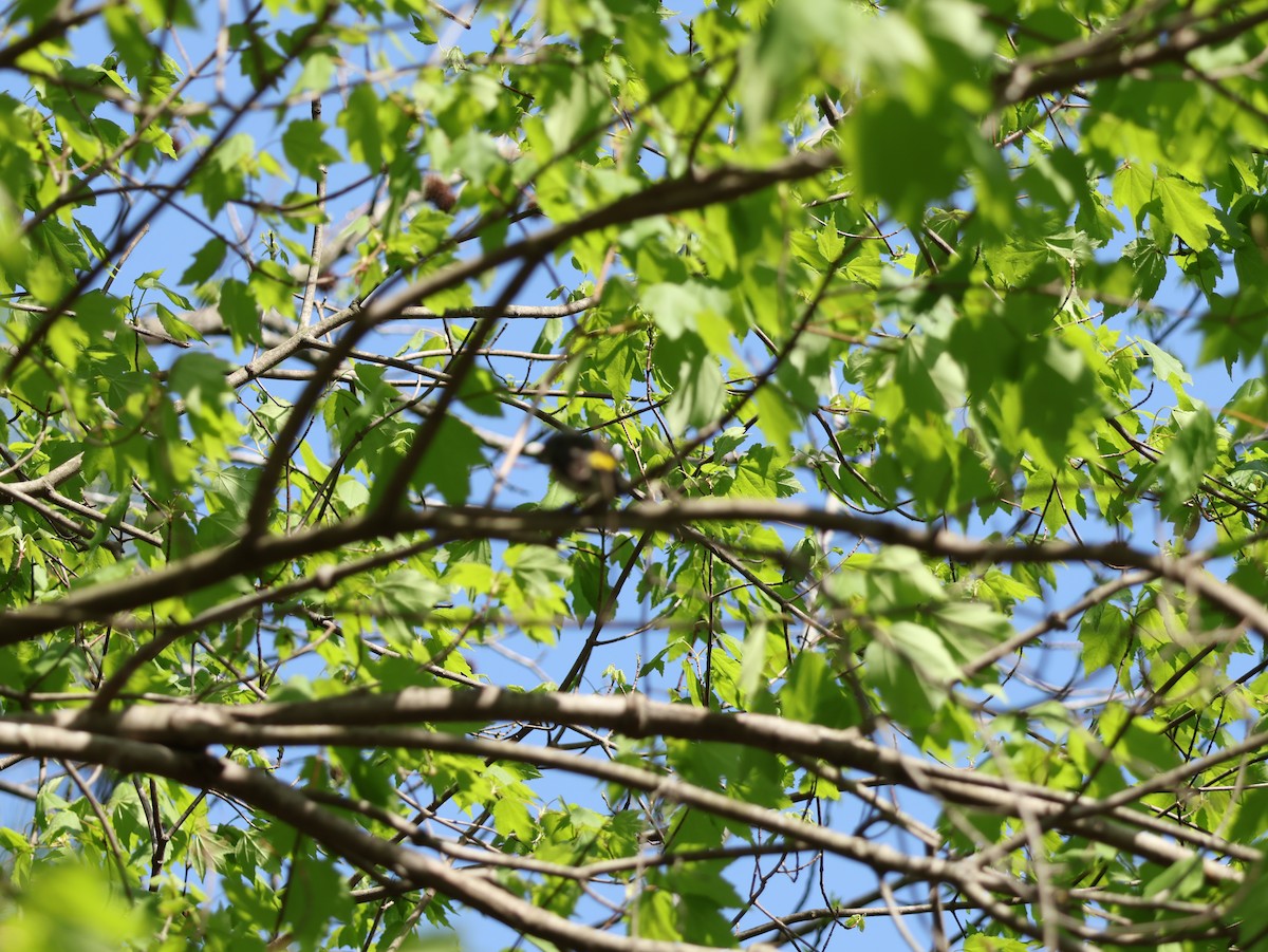 Kronenwaldsänger - ML654042942