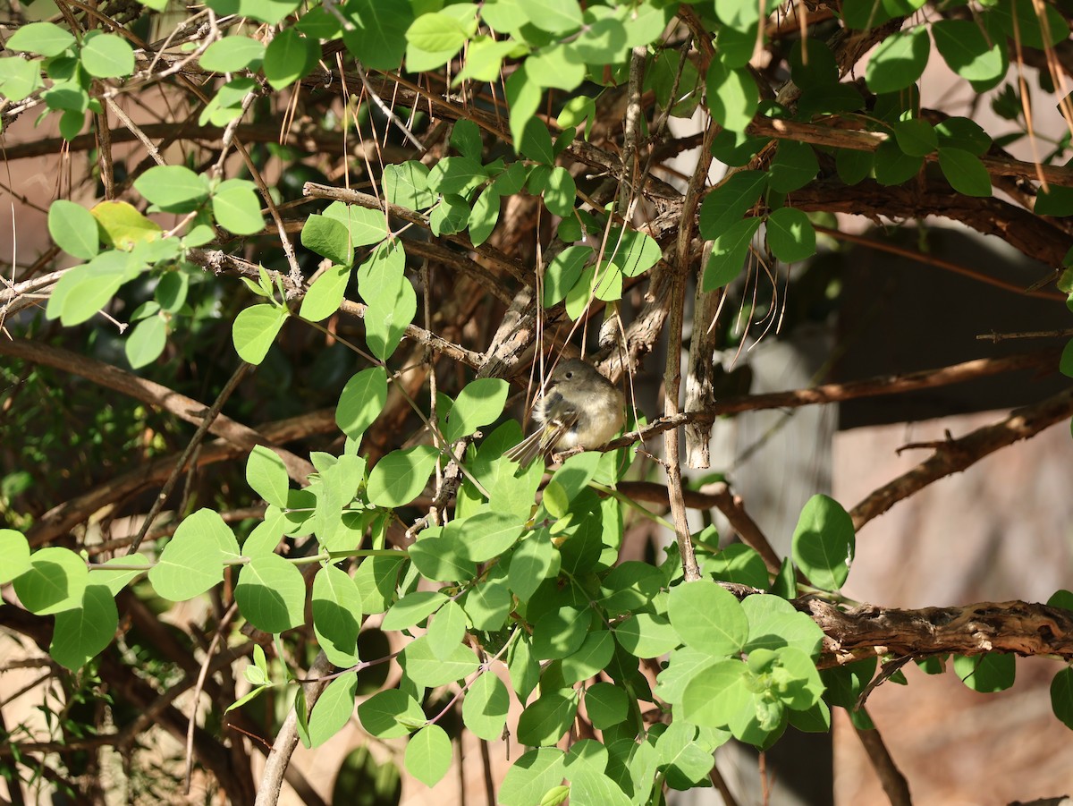 Rubingoldhähnchen - ML654043069