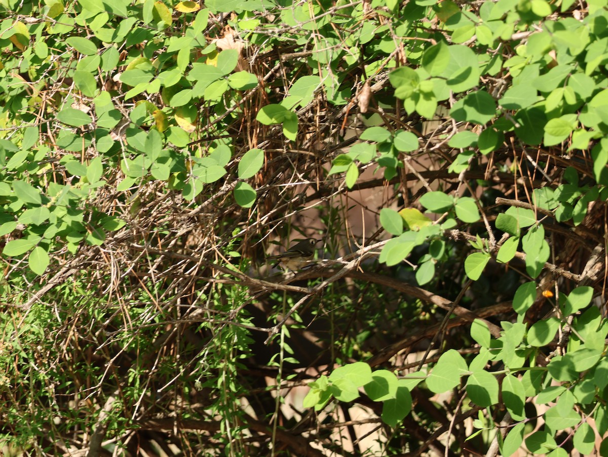 Rubingoldhähnchen - ML654043070