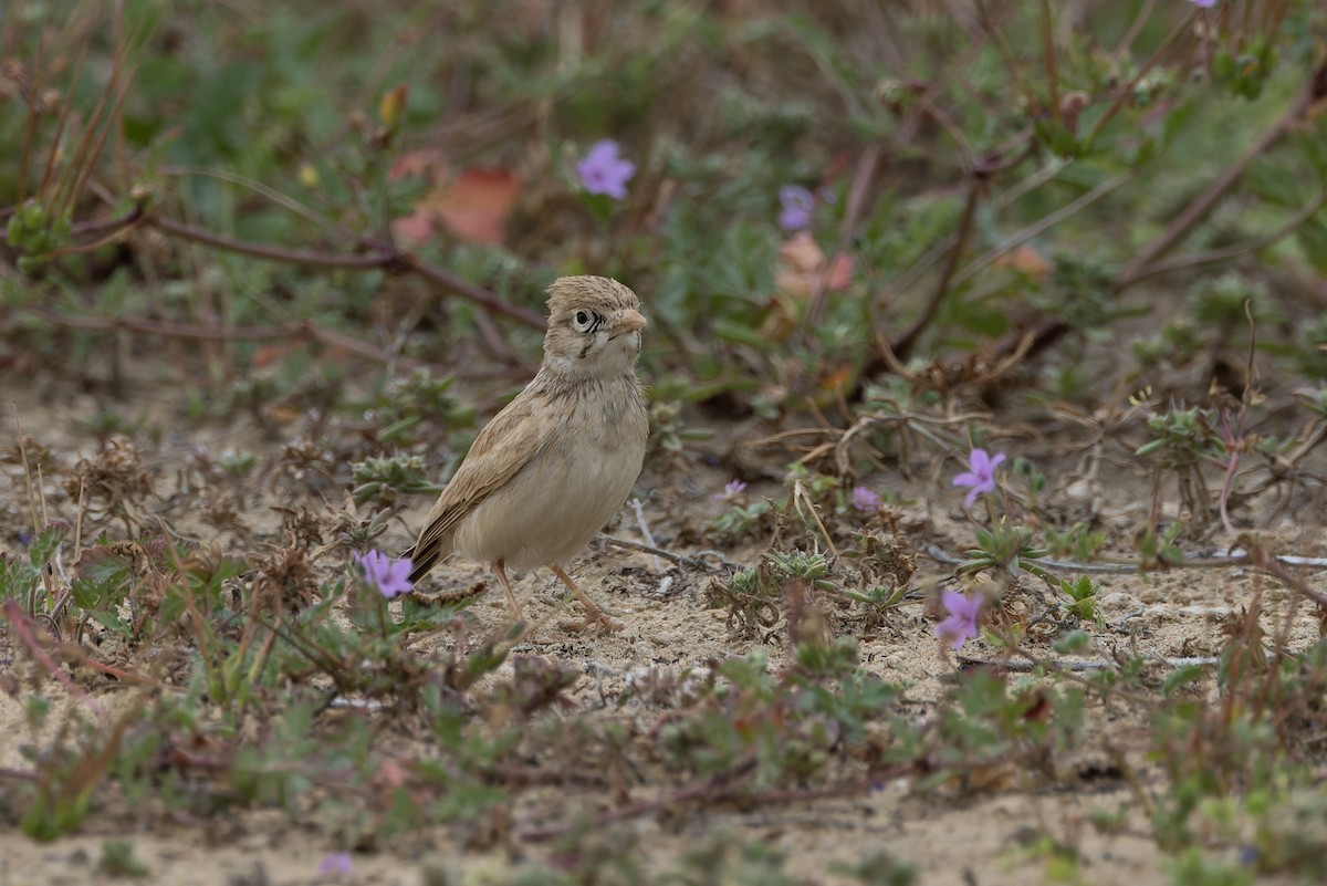 eBird Checklist - 2 Apr 2026 - Student Beach חוף הסטודנטים - 41 species ...