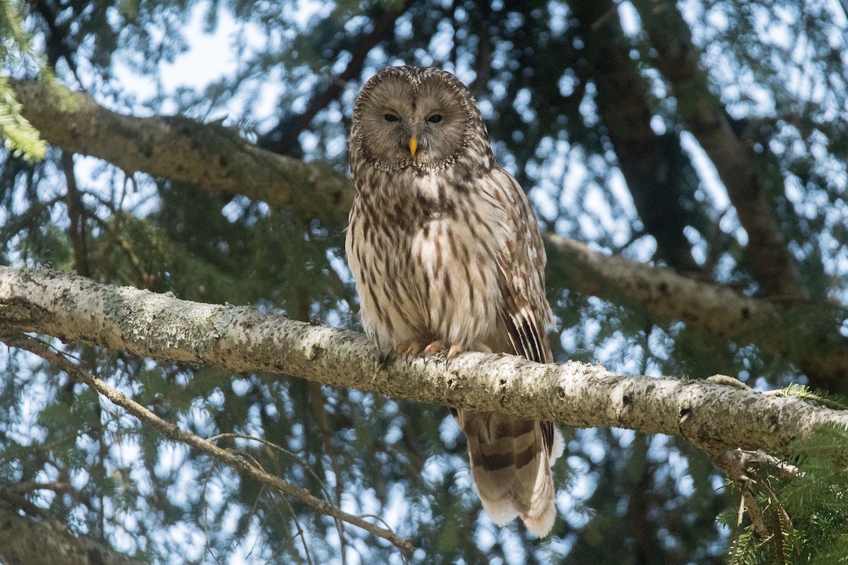 Habichtskauz - ML654043574