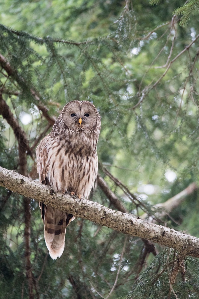 Habichtskauz - ML654043639