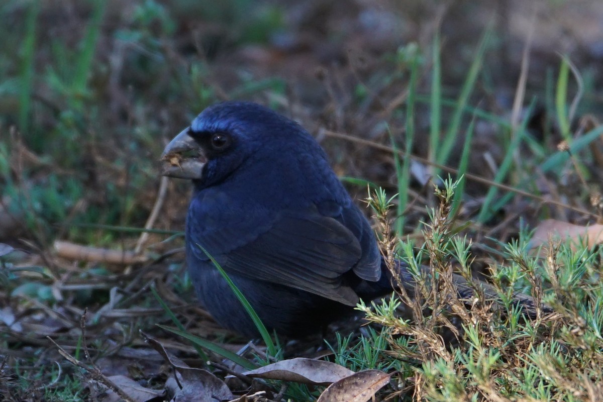 Ultramarine Grosbeak - ML65404371