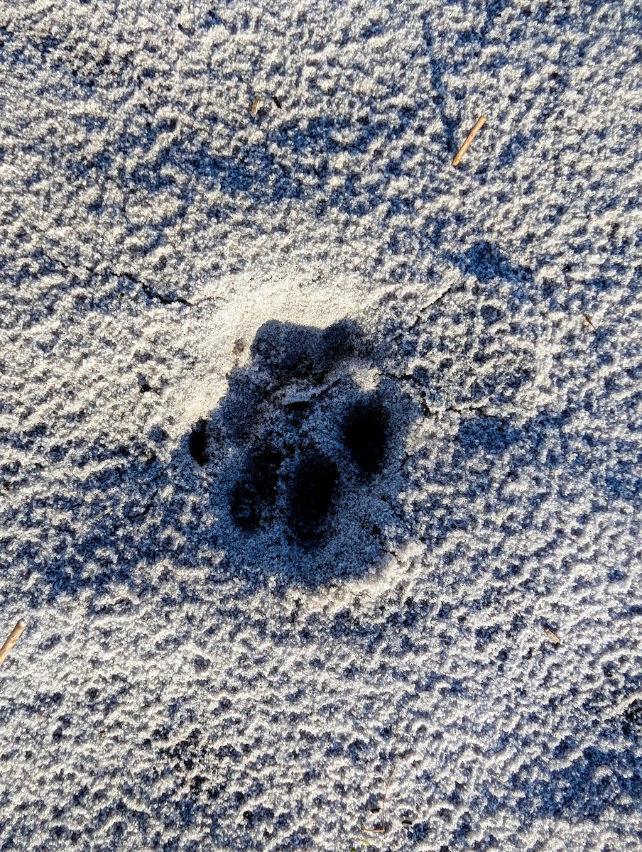 動物界 - ML654044666