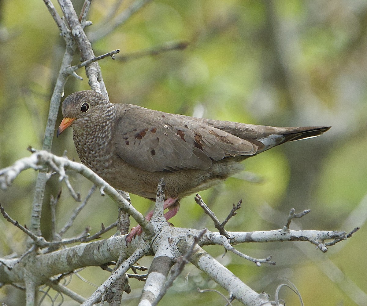 Common Ground Dove - ML654045176