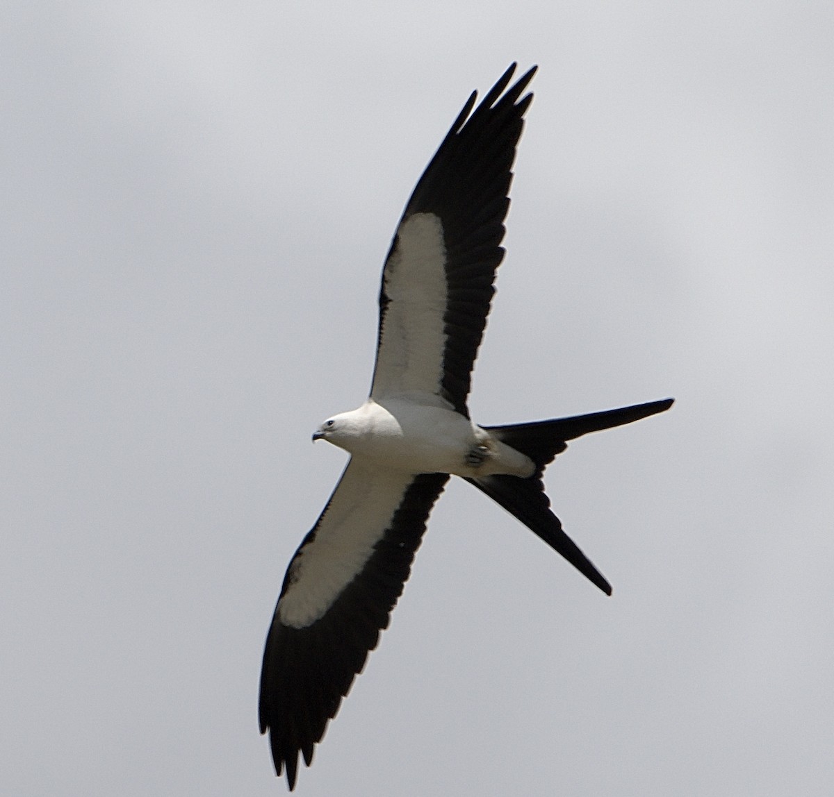 Swallow-tailed Kite - ML654045206