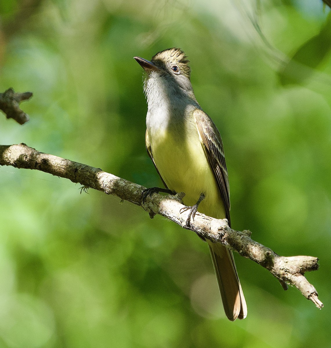 Great Crested Flycatcher - ML654045220