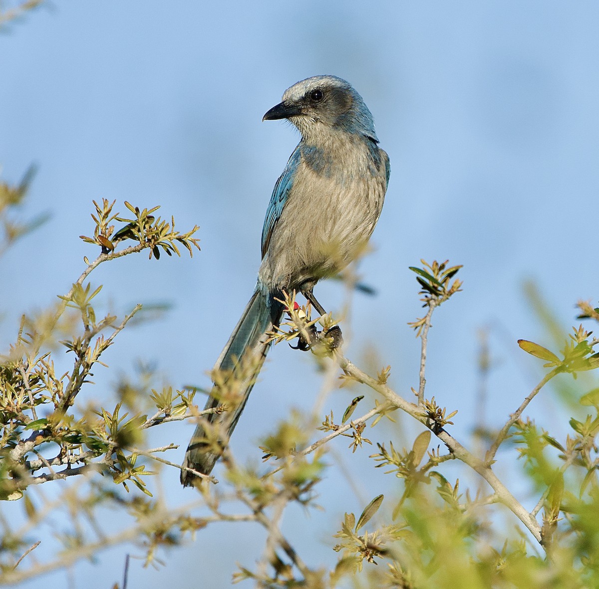 Florida Scrub-Jay - ML654045275