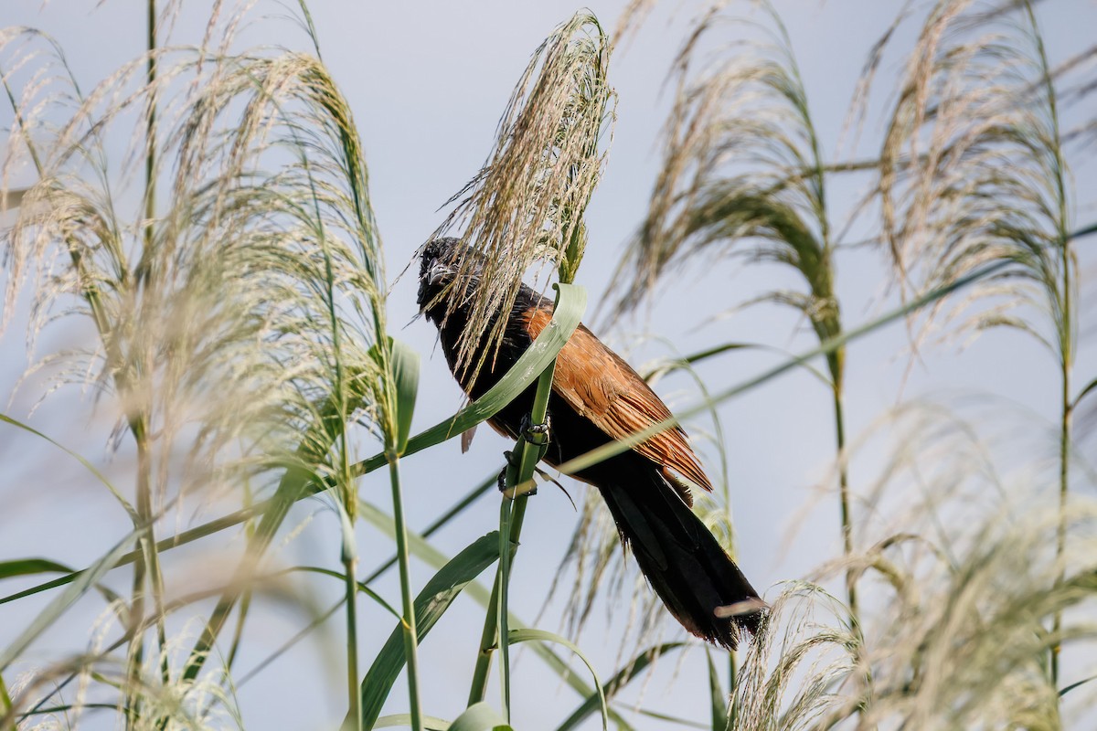 Black Coucal - ML654046881