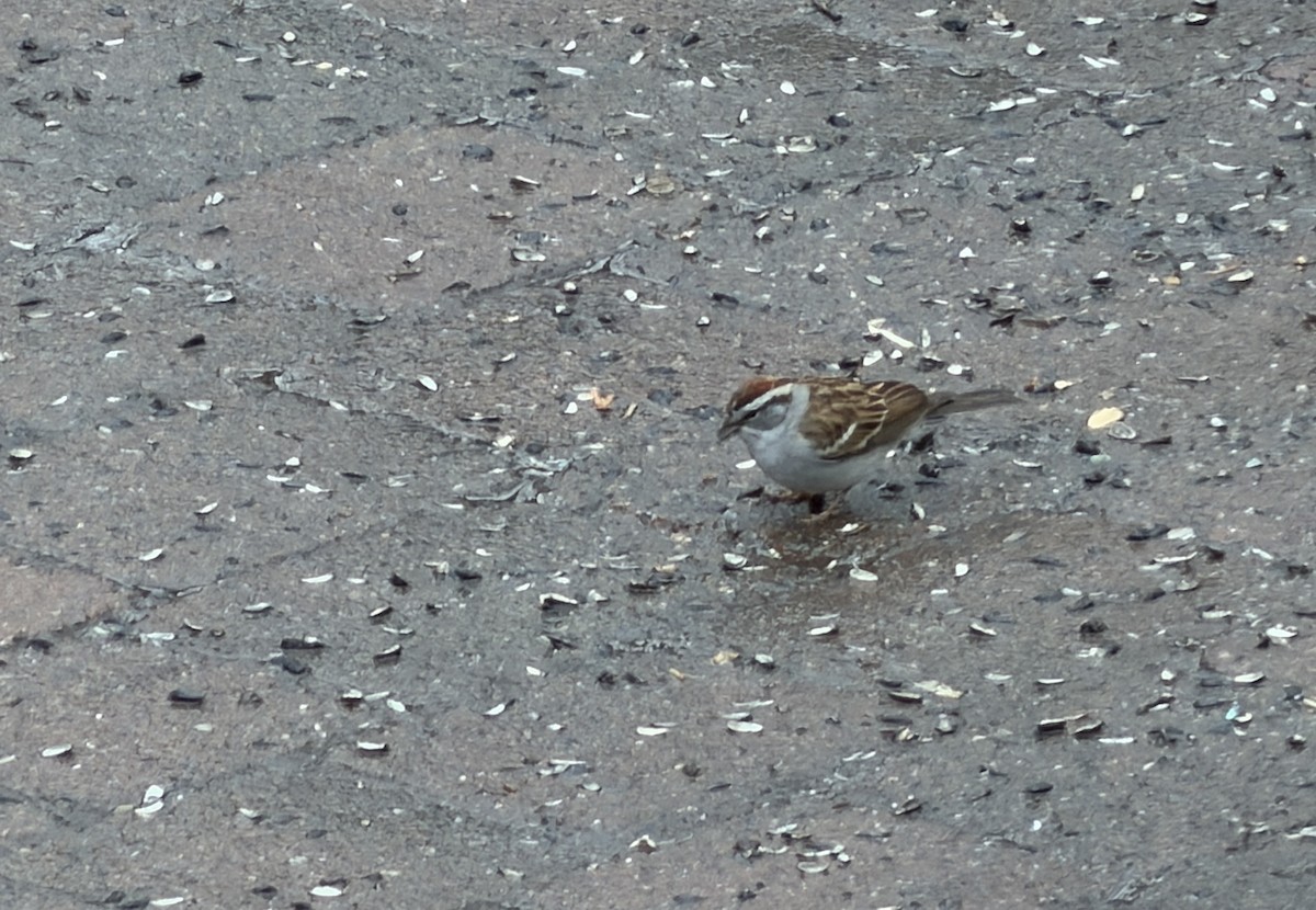 strnádka vrabcovitá - ML654047976