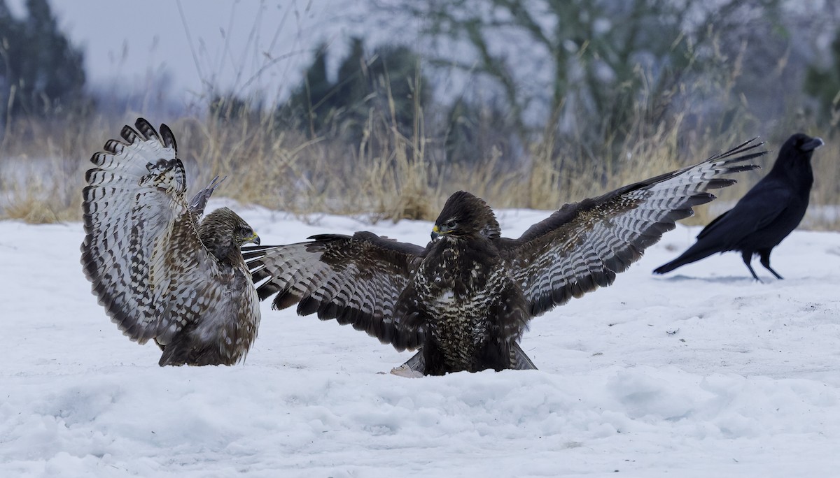 Buse variable - ML654048445