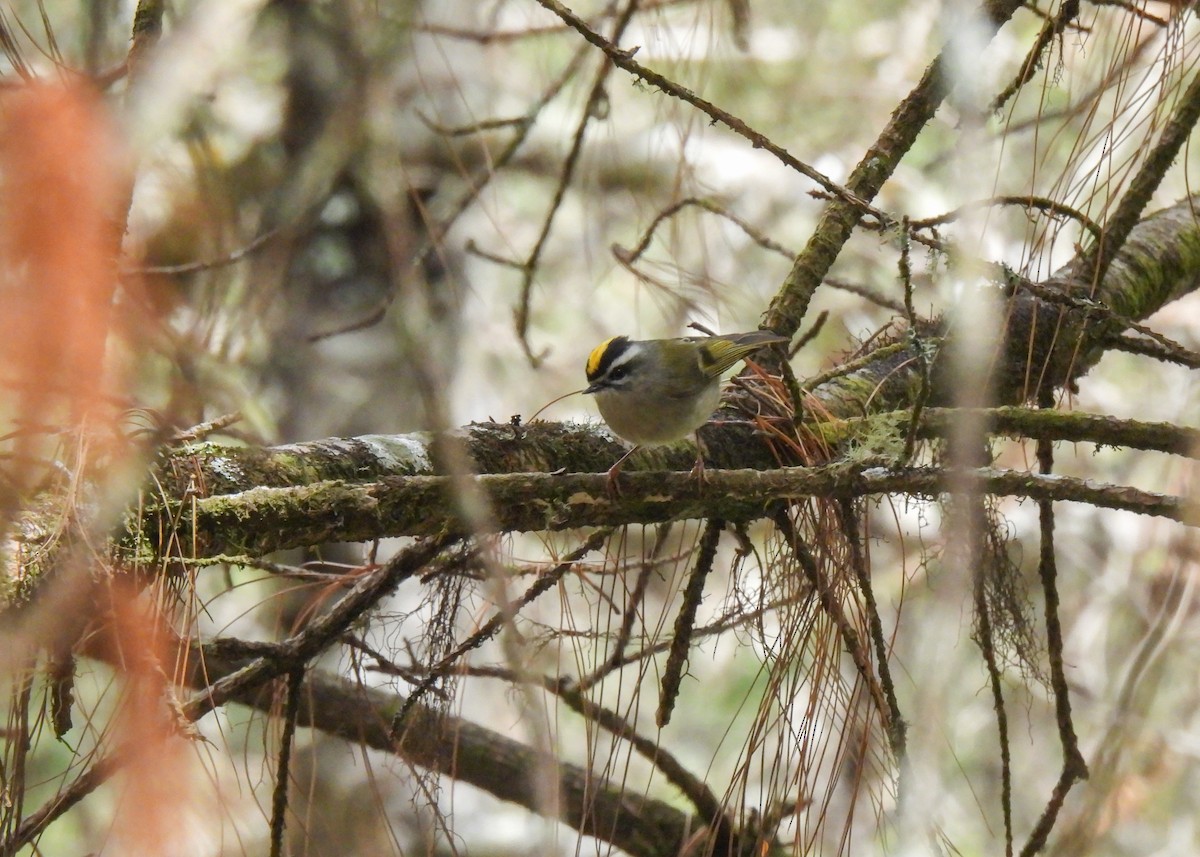Golden-crowned Kinglet - ML654048539