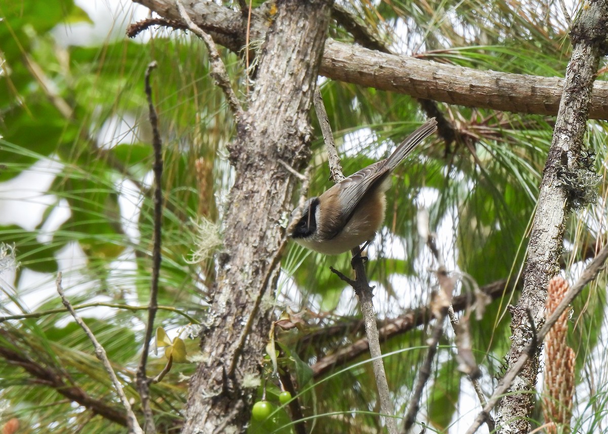 Bushtit (melanotis Group) - ML654048556