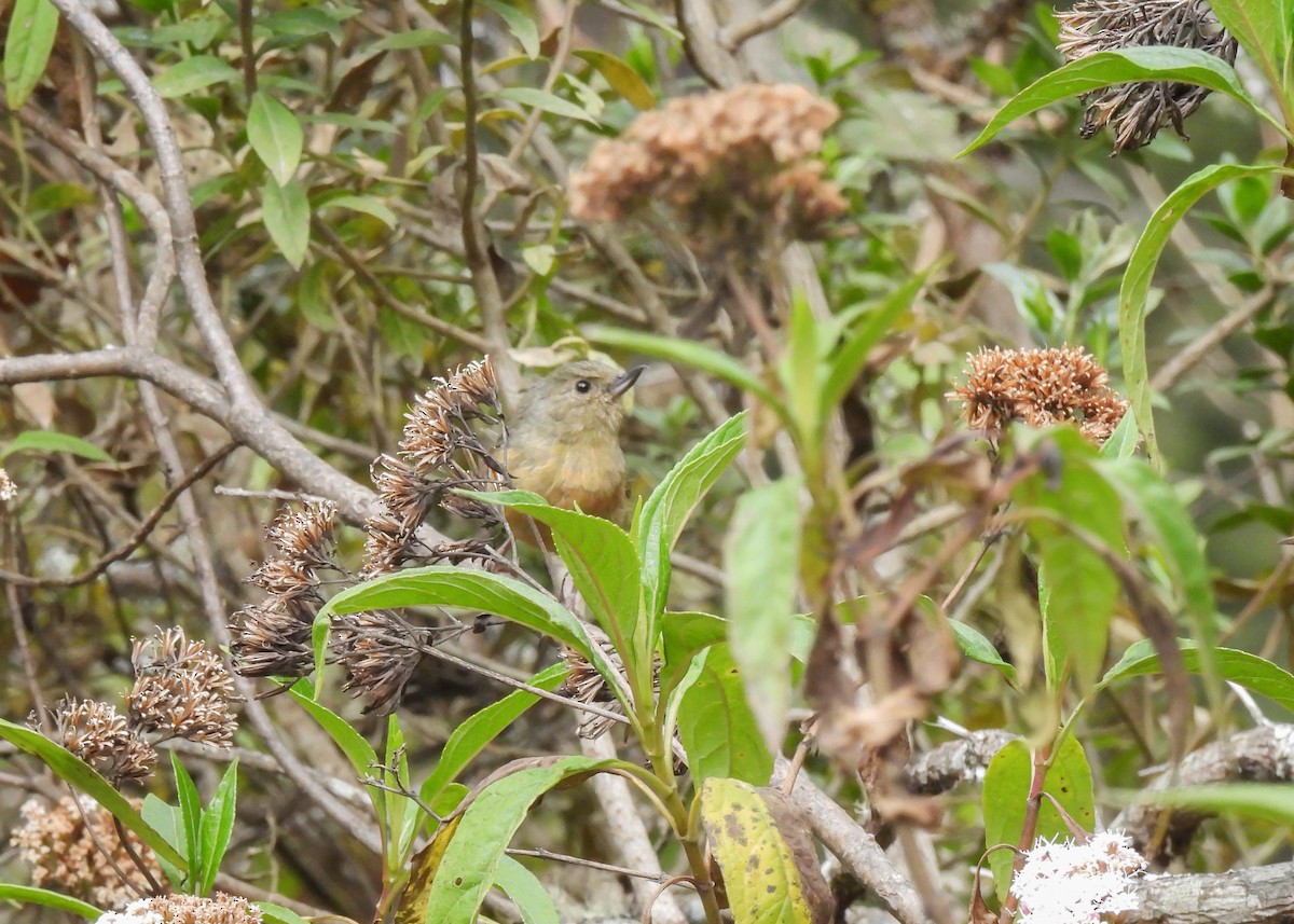 Cinnamon-bellied Flowerpiercer - ML654048578
