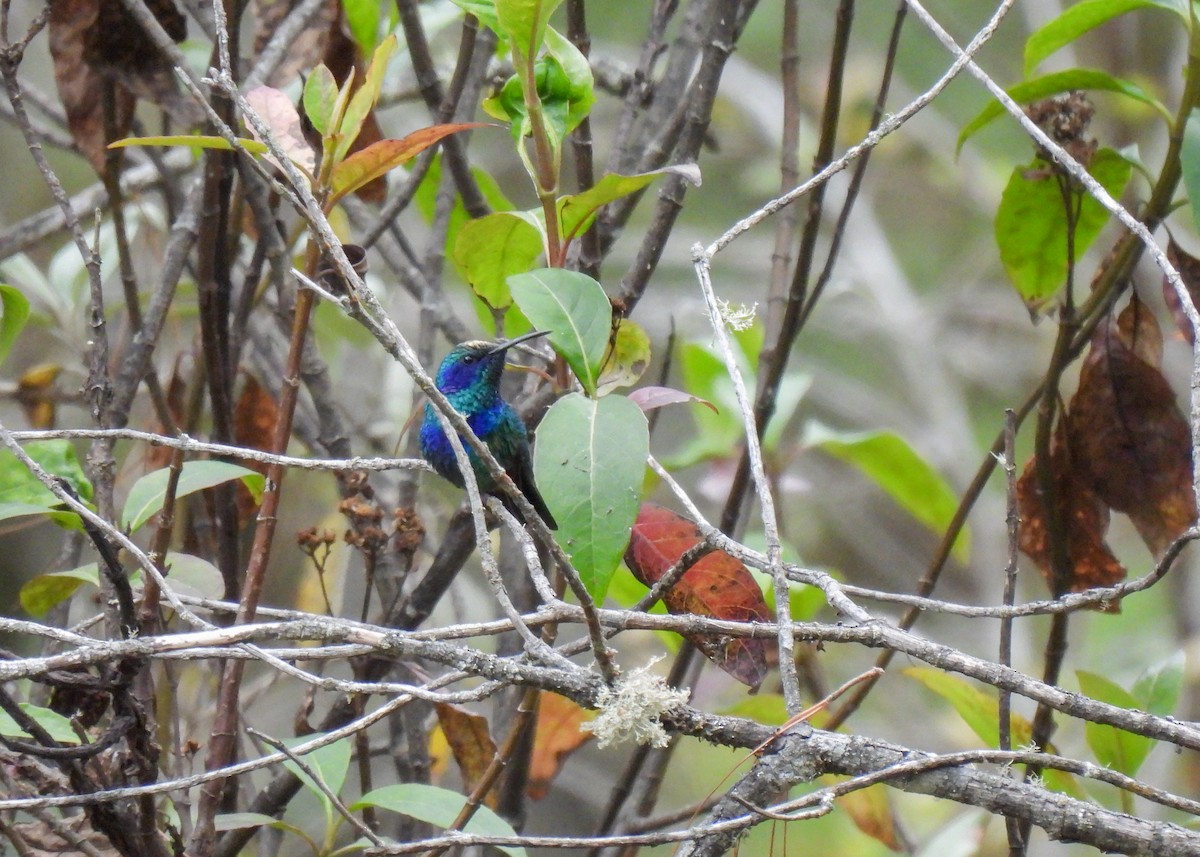 Mexican Violetear - ML654048586