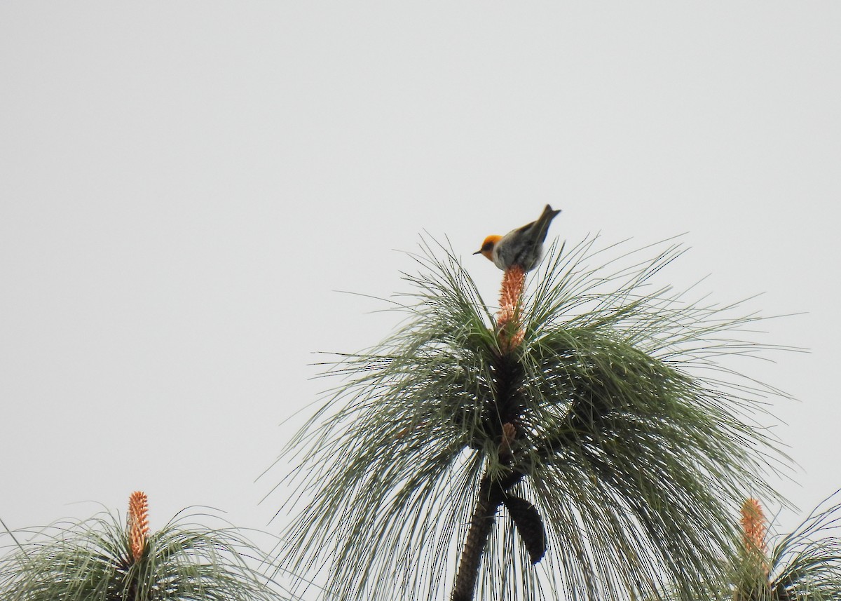 Olive Warbler - ML654048598