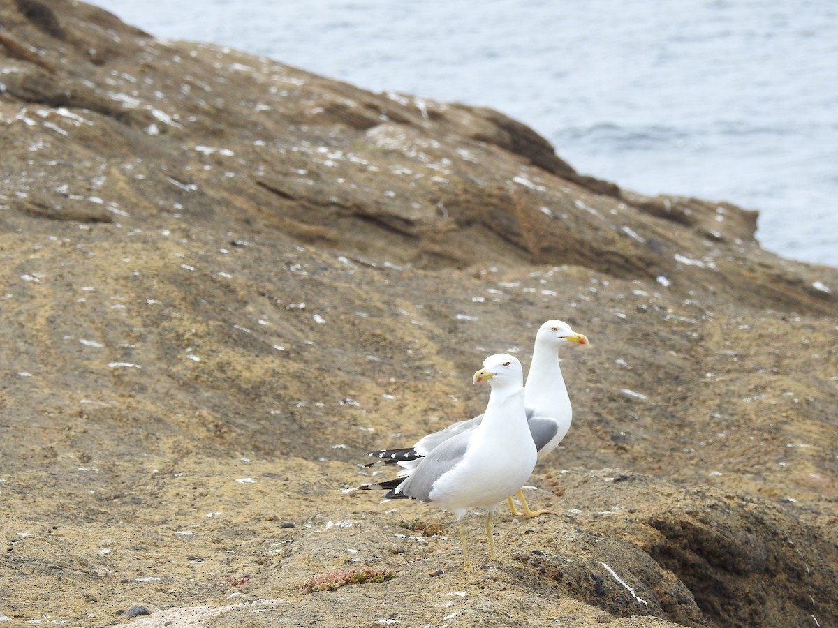 Yellow-legged Gull - ML654049583