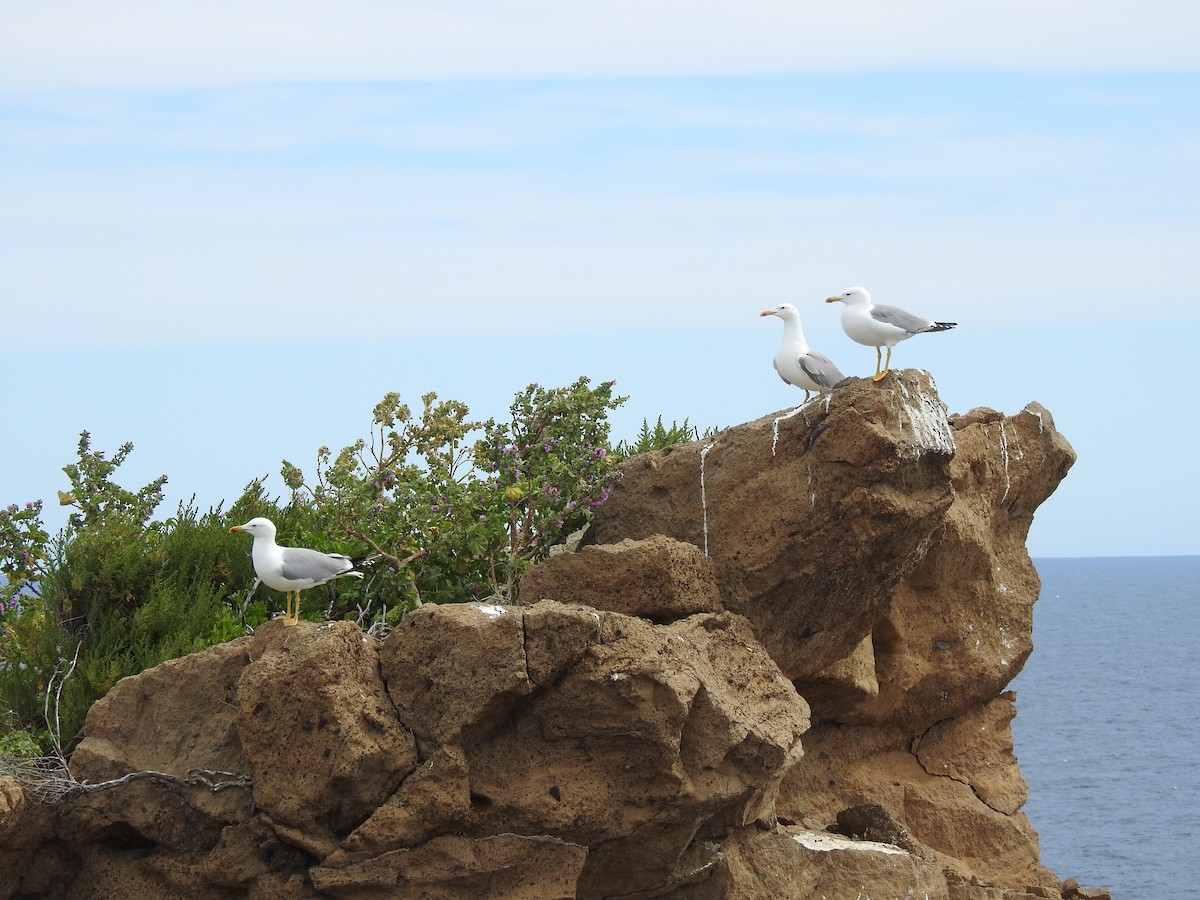 Yellow-legged Gull - ML654049584