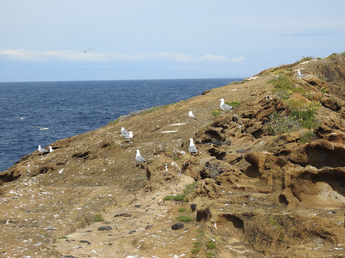 Yellow-legged Gull - ML654049585