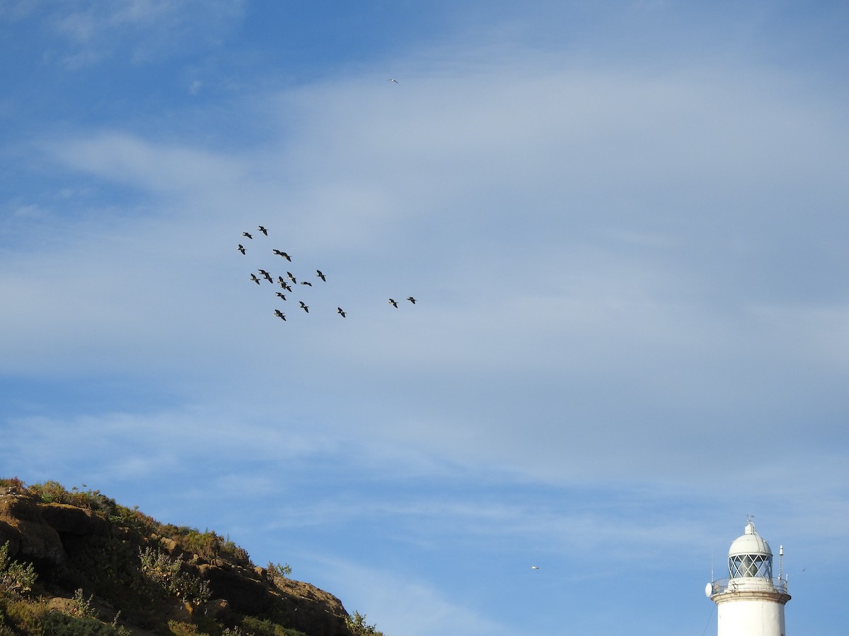 Great Cormorant - ML654049610