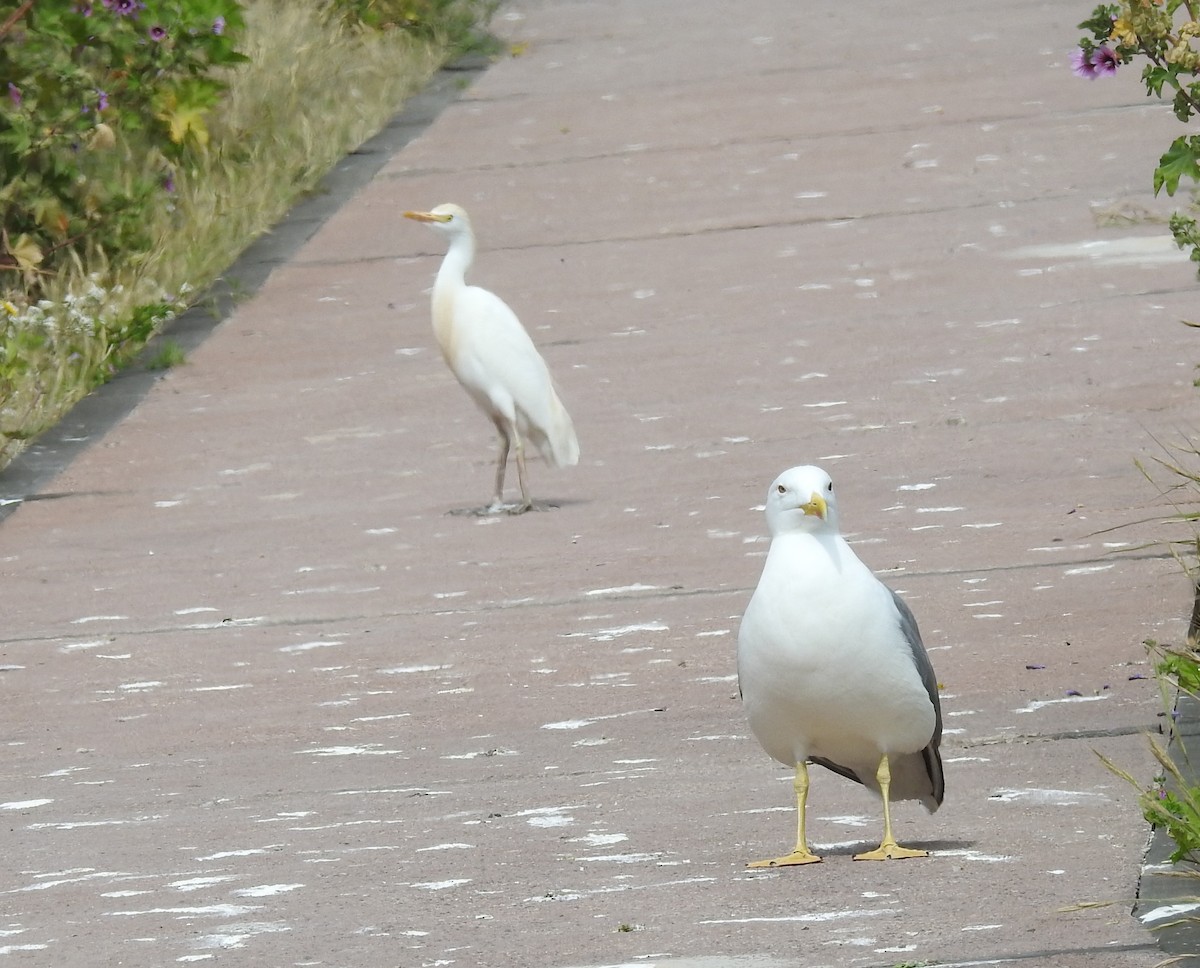 Western Cattle-Egret - ML654050843