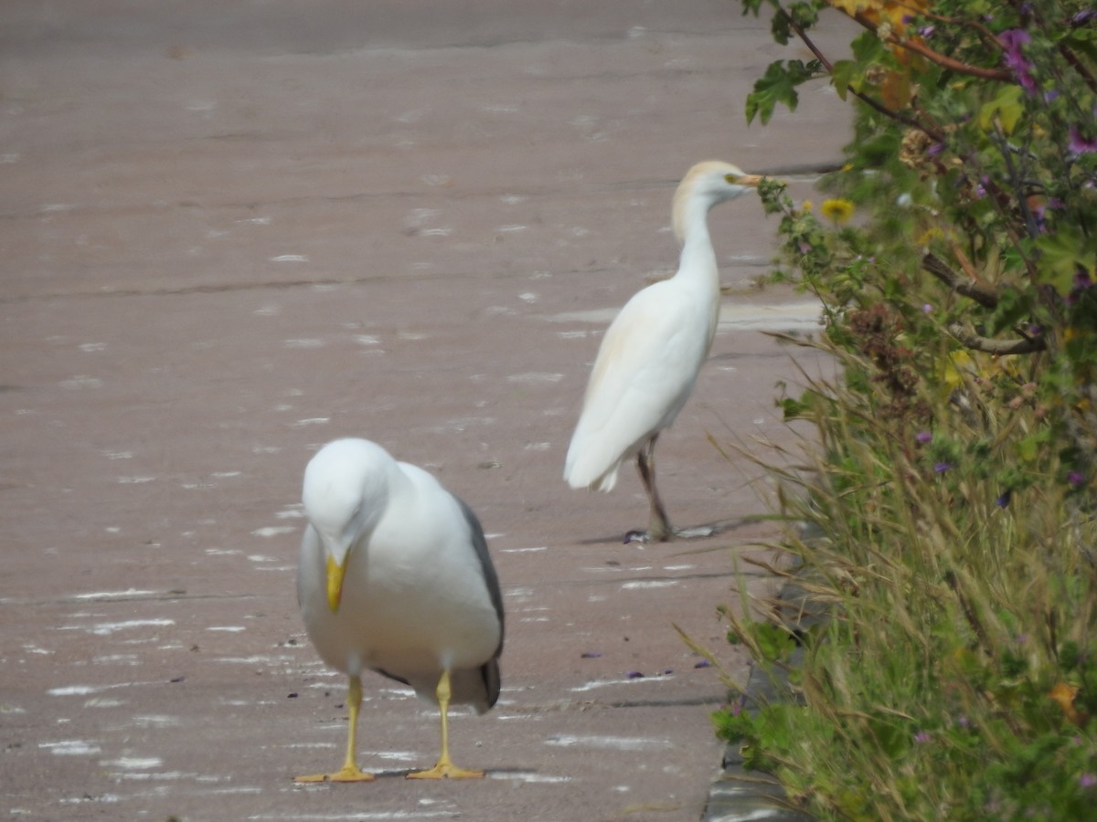 Western Cattle-Egret - ML654050844