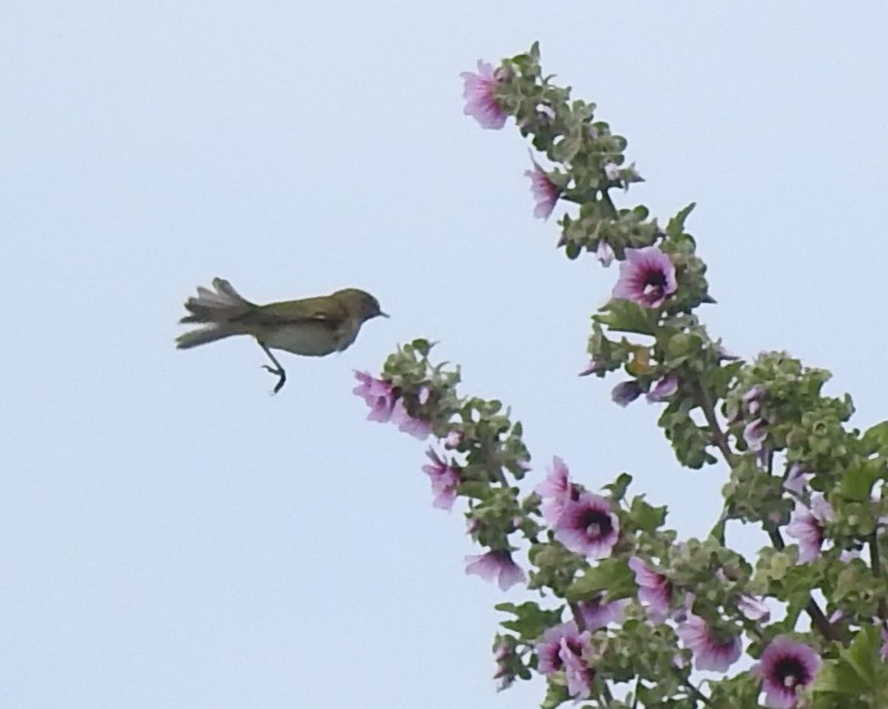 Common Chiffchaff - ML654050873