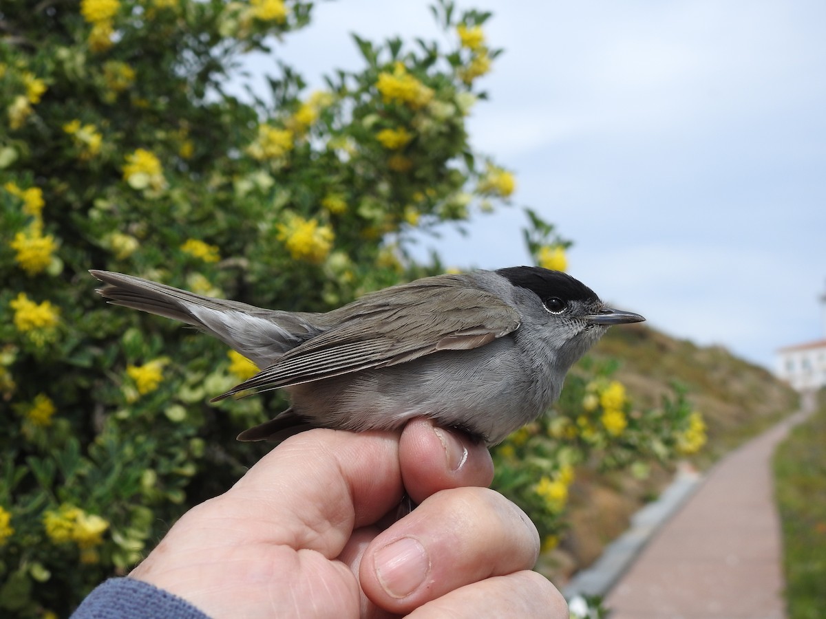 Eurasian Blackcap - ML654050881