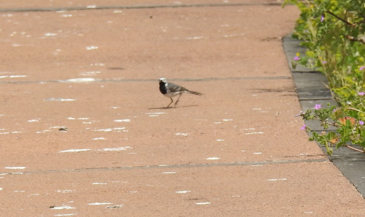 White Wagtail - ML654050909