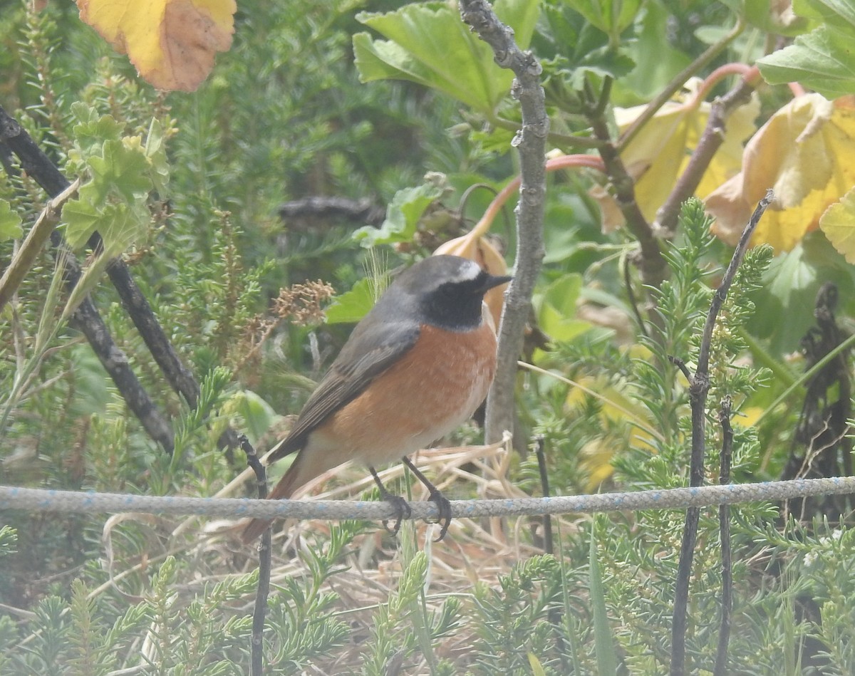 Common Redstart - ML654050921
